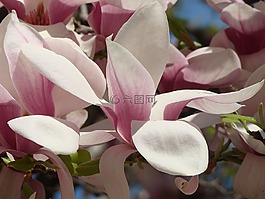花,植物区系,春