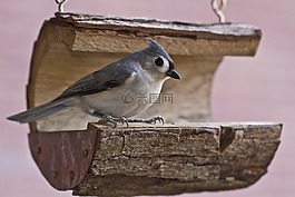 tufted titmouse,鸟,titmouse