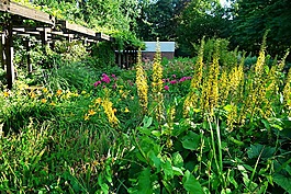 花園,花,花壇