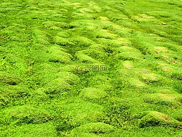 草,綠色,草地