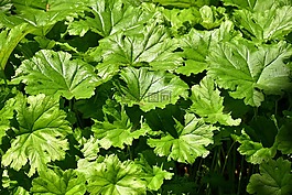 猛犸象叶拉草,拉草-tinctoria,叶子