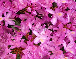花,杜鹃,粉红色