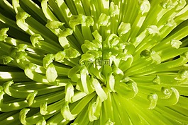 菊花,性質(zhì),廠