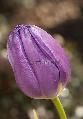 郁金香,花,紫色
