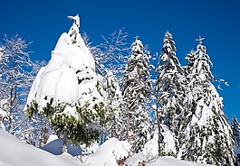 寒冬,雪,冷杉