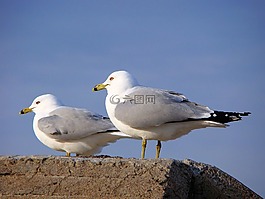 海鷗,鷗,鳥