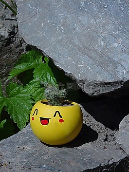 仙人掌,花卉,鍋