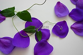 花,紫色,藤