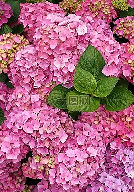 繡球,花,盛開