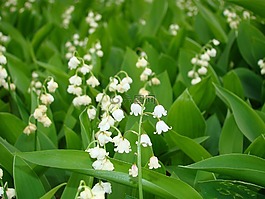 百合,谷,鮮花
