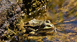青蛙,池塘,動物