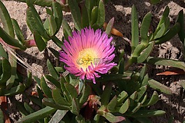 海,無花果,冰