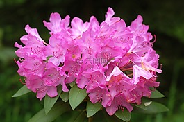 花,杜鹃,粉红色