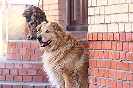 狗,動物,視圖