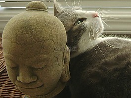 貓,仍,生活