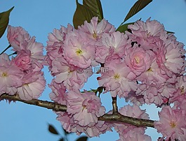 盛開,枝杈,樹