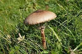 蘑菇,schirmling,草地