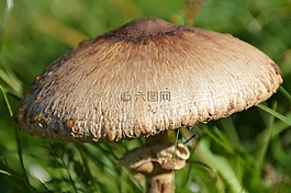蘑菇帽,蘑菇,schirmling