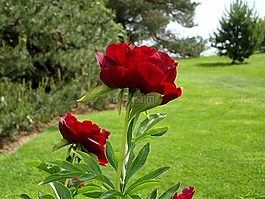 花,牡丹,春