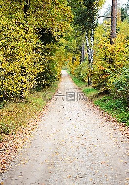 森林,樹,景觀