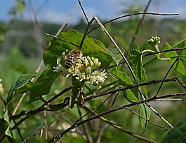 蜜蜂在馬利筋,蜜蜂,昆蟲
