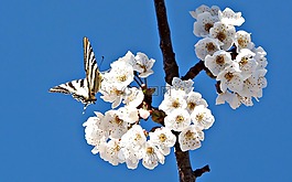 蝴蝶,鮮花,字段
