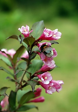 熊蜂,昆蟲,花