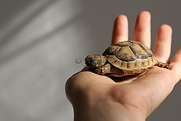 動物,龜,可愛
