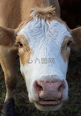 牛,臉,嘴唇