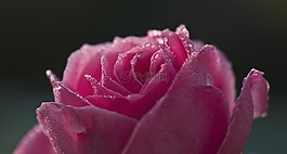 玫瑰,露水,粉紅色