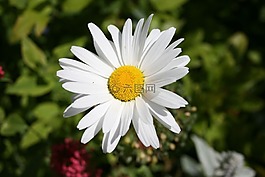 雛菊,鮮花,有吸引力