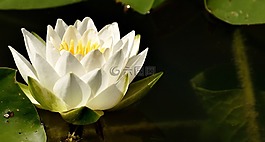 睡蓮,廠,水生植物