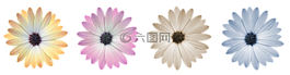 花,開花,顏色