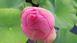 百合,水百合,工廠