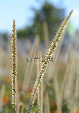 綠色,性質(zhì),廠