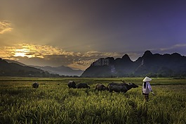 日落,场,黄昏