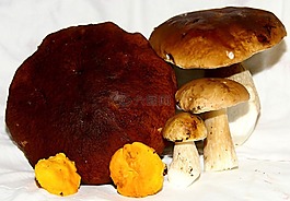 蘑菇,菌类,毒菌