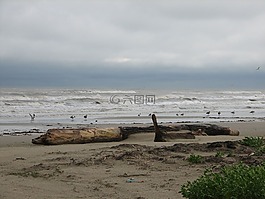 海洋,漂流木,天空
