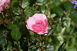 粉紅色,花,玫瑰