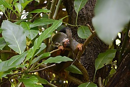 猴子,動物園,動物
