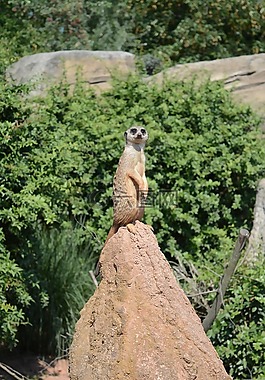 動(dòng)物,動(dòng)物園,性質(zhì)