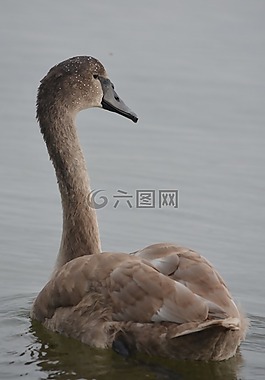 動(dòng)物,性質(zhì),天鵝