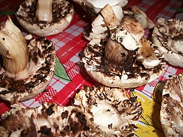 蘑菇,菌类,毒菌