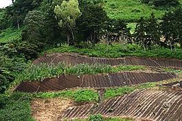 农场,蔬菜,农业