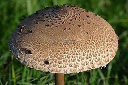 蘑菇,性質(zhì),秋季
