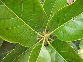 葉子,綠色,植物