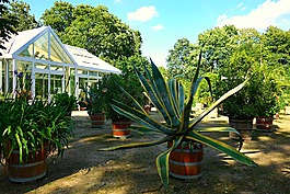 花園,橘園,溫室