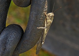 蝗蟲,昆蟲,甲蟲，昆蟲