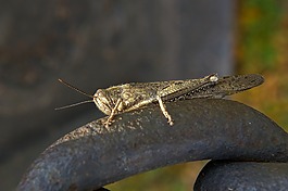 蝗蟲,昆蟲,甲蟲，昆蟲