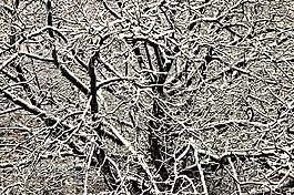 樹的頂部,枝杈,雪拉登分支
